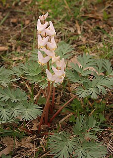 <i>Dicentra</i> Genus of plants in the poppy family