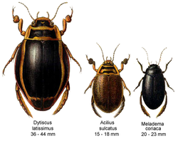 Dzimtas pārstāvji: Dytiscus latissimus, Aciliua sulcatum un Meladema coriaca.