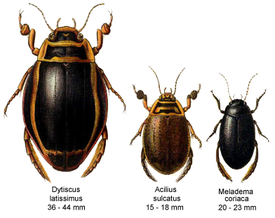 Esimerkkilajeja heimosta: Dytiscus latissimus, laakasukeltaja (Acilius sulcatus) ja Meladema coriaca
