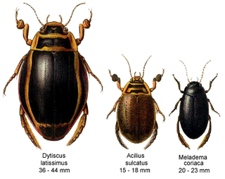 Die Schwimmkäfer (Dytiscidae)