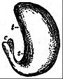 EB1911 Fruit - embryo of Caryocar.jpg