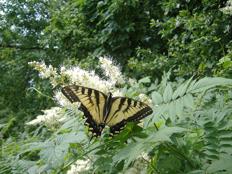 File:Eastern tiger swallowtail in Southern Maine.jpg