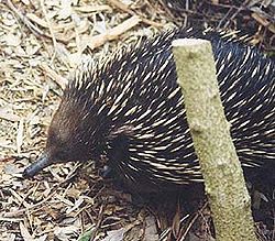 ハリモグラ Tachyglossus aculeatus