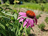 echinacea_purpurea