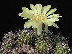 Echinopsis aurea1MW.jpg