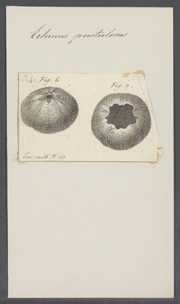 File:Echinus pustulosus - - Print - Iconographia Zoologica - Special Collections University of Amsterdam - UBAINV0274 107 02 0024.tif
