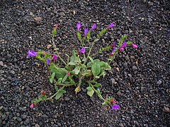 Echium lancerottense, Habitus