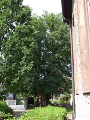 Linden tree at the church in Echte