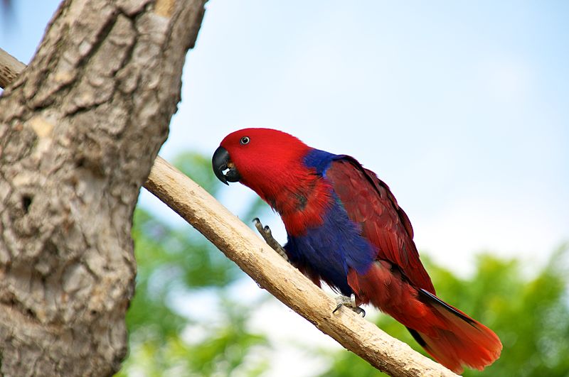 File:Eclectus roratus -Happy Hollow Park & Zoo, San Jose, California, USA -female-8a.jpg