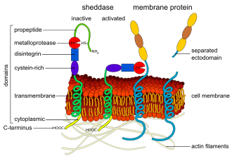 Diagram of an ectodomain shedding ADAM metalloprotease. Ectodomain shedding en.svg