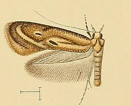 Elachista contaminatella