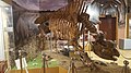 Elasmotherium skjelett, Azov Museum (2) .jpg