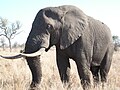 Elefantenbulle Südafrika.JPG