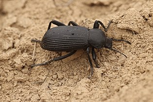 Eleodes obscurus