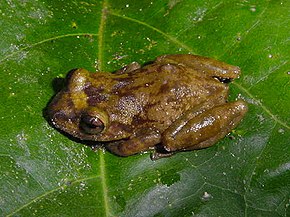 Kuvan kuvaus Eleutherodactylus ionthus.jpg.