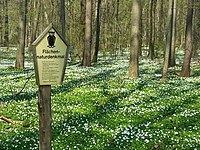 Elsterauwald am rechten Elsterufer bei Sollschwitz