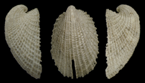 Emarginula tuberculosa (10.5852-ejt.2021.785.1605) Figure 4 (cropped).png