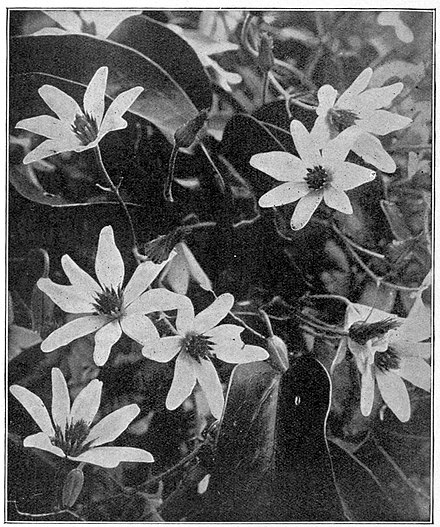 A close up of a vine, with numerous white flowers being shown. There is about seven petals on each flower.