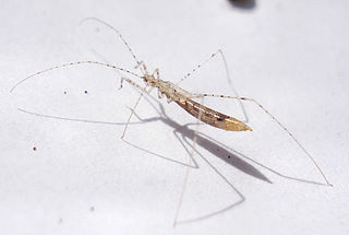 <i>Empicoris vagabundus</i> Species of true bug