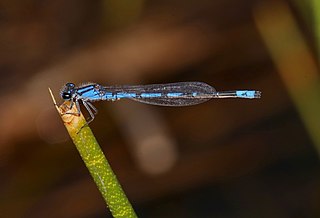 <i>Enallagma davisi</i> Species of damselfly