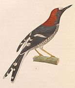 Enicurus ruficapillus (Chestnut-naped Forktail), drawing