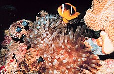 D. trimaculatus en anémona Entacmaea quadricolor con Amphiprion bicinctus.