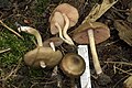 Entoloma clypeatum