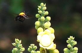 June 19: the bee Epicharis umbraculata