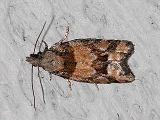 <i>Epinotia radicana</i> Species of moth