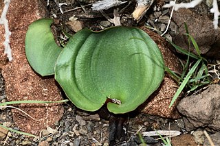 <i>Eriospermum capense</i> Species of flowering plant