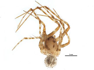 <i>Ero leonina</i> Species of spider