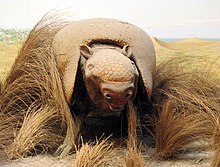 Model of N. ornatus in Museo de La Plata Esclerocalipto.jpg