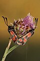 Zygaena carniolica