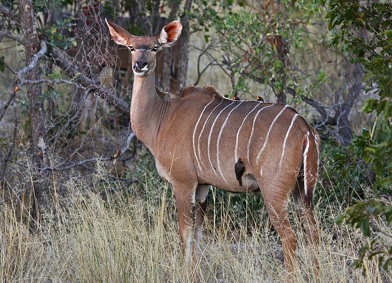 File:Etosha-Park in Namibia - panoramio.jpg