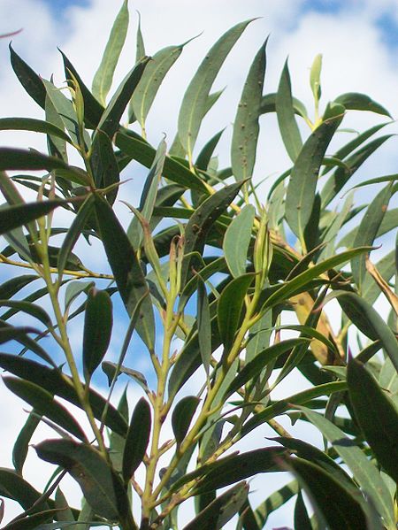 Eucalyptus_deuaensis