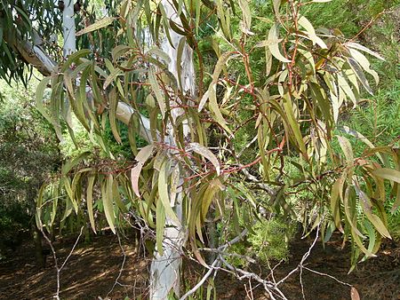 Eucalyptus_fasciculosa