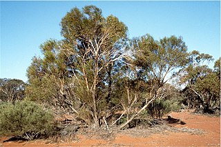 <i>Eucalyptus jutsonii</i> Species of eucalyptus