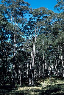 <i>Eucalyptus laevopinea</i> Species of eucalyptus