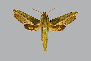<i>Eupanacra hollowayi</i> Species of moth