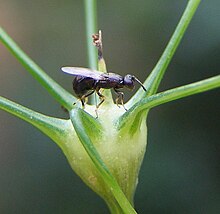 Eupelmus martellii.jpg