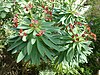 Euphorbia atropurpurea (Euphorbiaceae) flowers and leaves.jpg