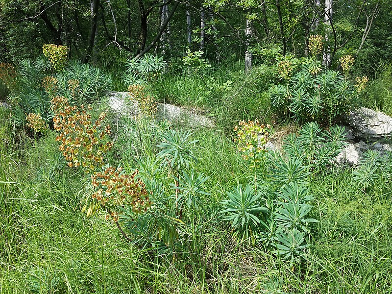 File:Euphorbia characias subsp. wulfenii sl19.jpg