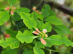 Euphorbia heterophylla[англ.]