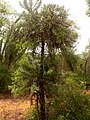 Euphorbia stenoclada, Mangily