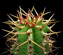 Euphorbia virosa 2 ies.jpg