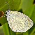 Eurema daira (Barred Yellow).jpg