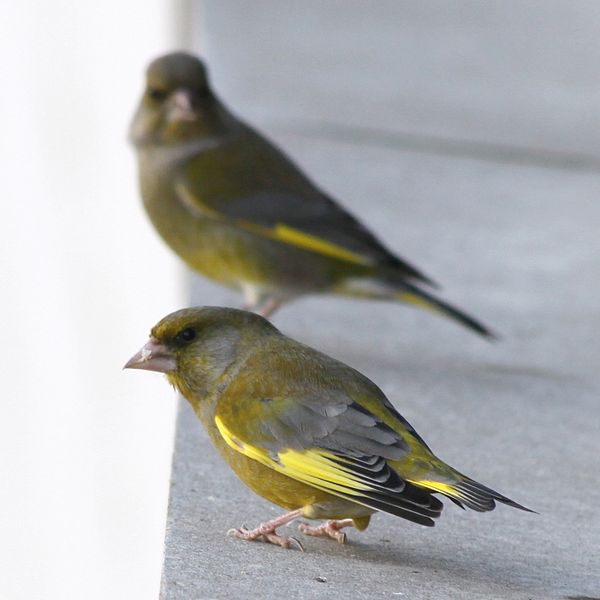 File:European Greenfinch (3211682355).jpg