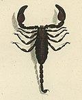 Vignette pour Euscorpius italicus