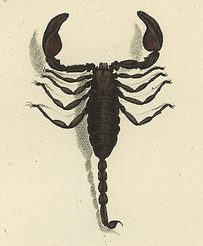 Beschrijving van de afbeelding Euscorpius italicus 1800.jpg.