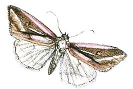 Micardia pulcherrima